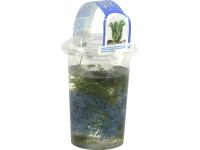 OBI Vodní rostliny 3 druhy v nádobě průměr květináče cca 11 cm OBI Vodní rostliny 3 druhy v nádobě průměr květináče cca 11 cm