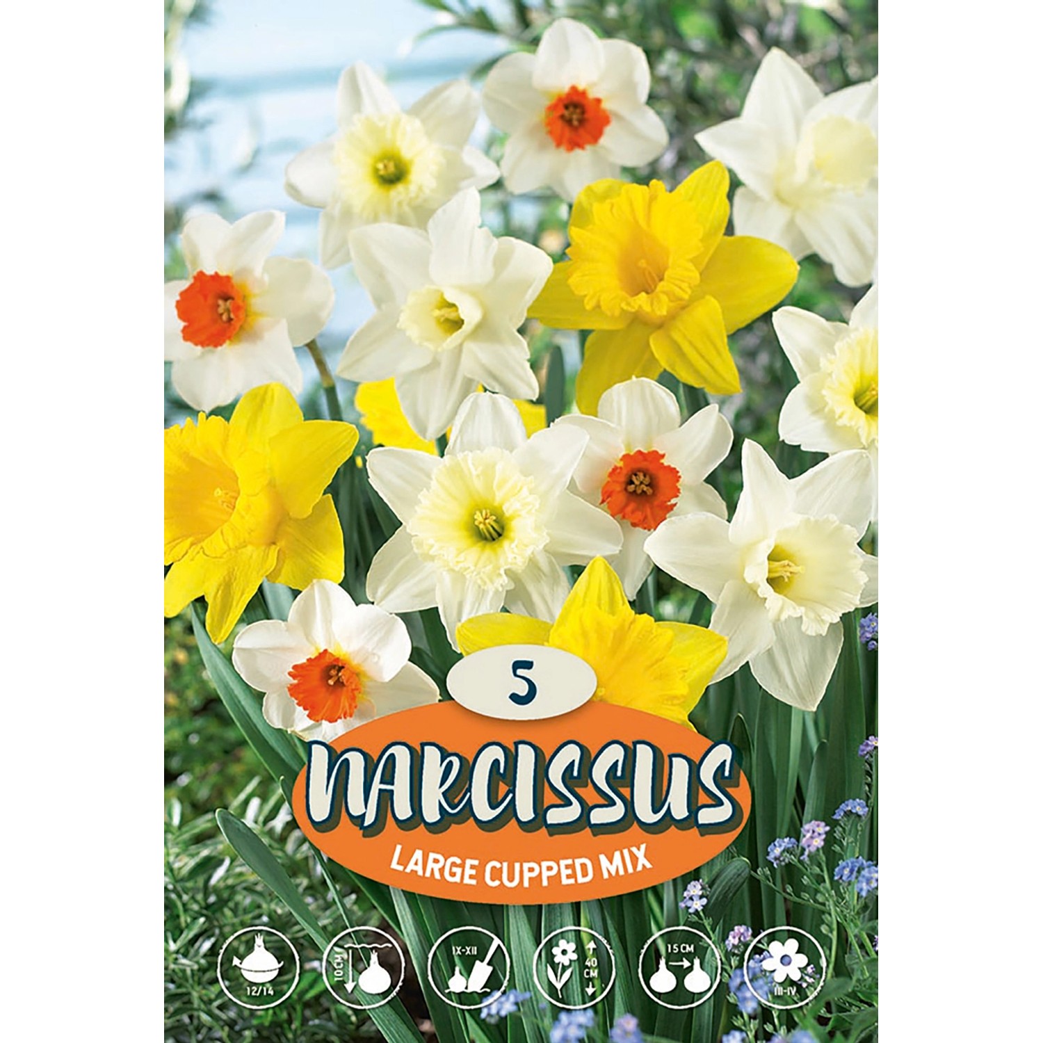 Velkokvětý narcis "Mix"