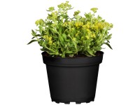 OBI Tařice skalní žlutá pr. květináče cca 13 cm