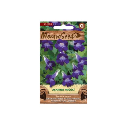 MoravoSeed Asarina pnoucí, fialová