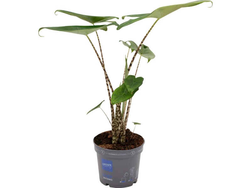 good soil for bonsai Bonsai Soil | Bonsai Supplies in Lexington, KY