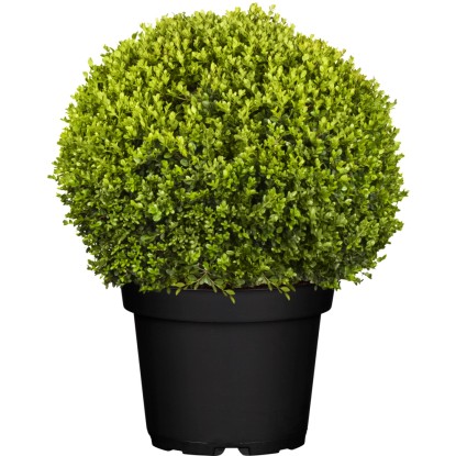 GROW by OBI Zimostráz "Faulkner" (Buxus microphylla), cca 40 cm, kv. cca 15 l