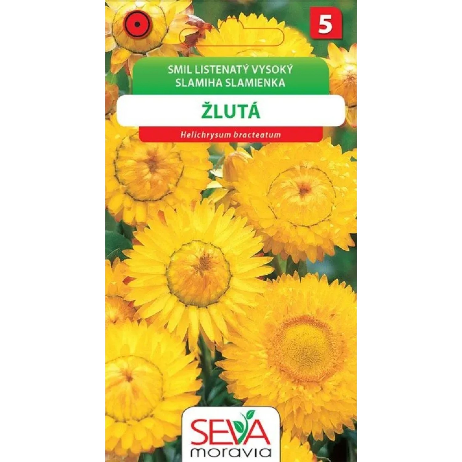 Smil Listenatý - vysoký - žlutý (Helichrysum bracteatum)