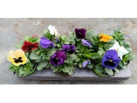CZ-Flora Maceška velkokvětá (Viola x wittrockiana) cca pr. 10,5 cm