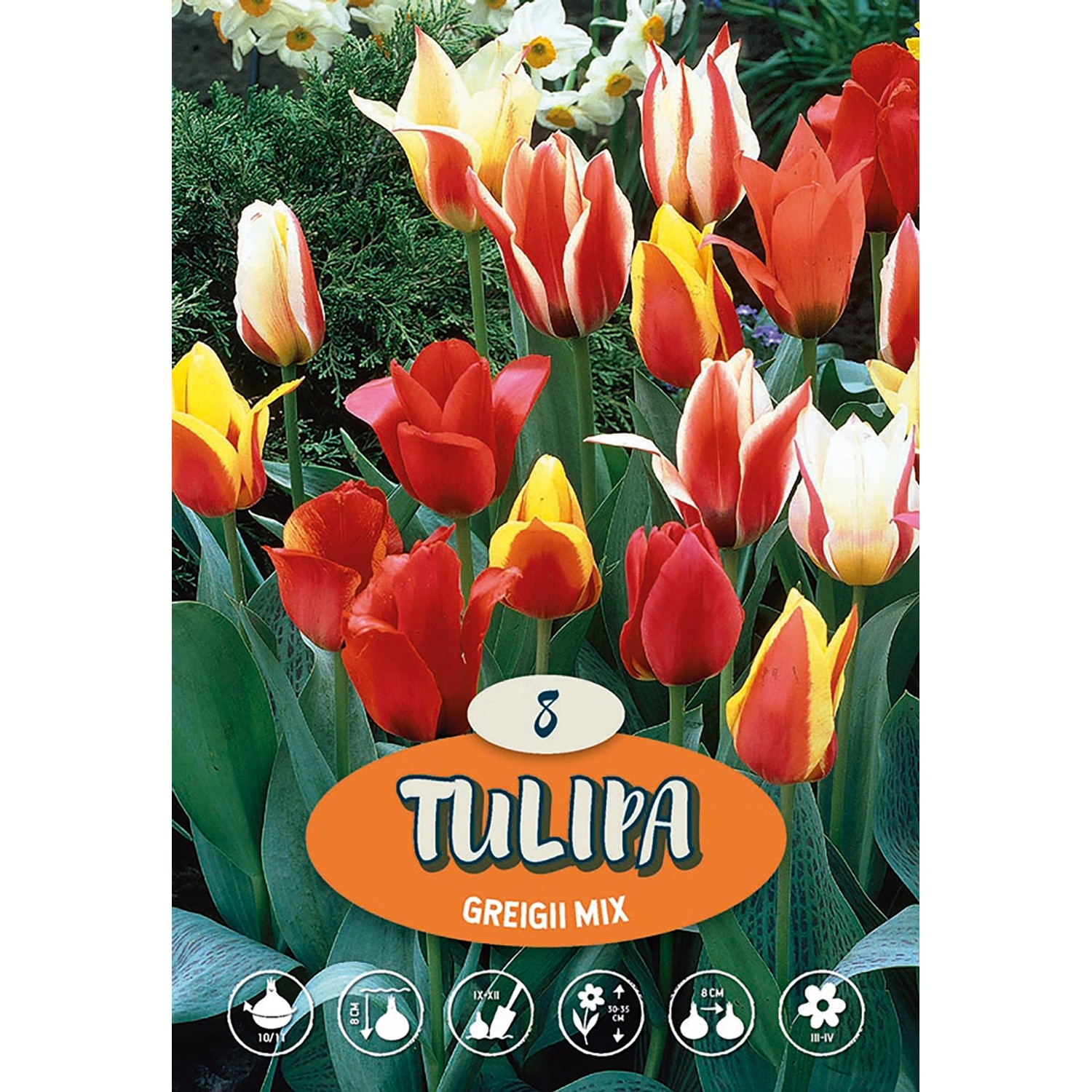 Tulipán Greigův "Mix"