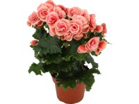 GROW by OBI Begónie vyvýšená (Begonia elatior) růžovo-bílá cca 20-30 cm, pr.14cm