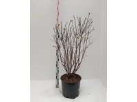 Zimolez kamčatský (lonicera kamtschatica) Myberry Bee Zimolez kamčatský (lonicera kamtschatica) Myberry Bee