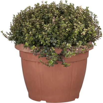 Mix koření keř průměr květináče cca 25 cm