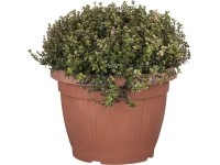 Mix koření keř průměr květináče cca 25 cm