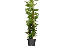 Zimolez Henryův (Lonicera henryi), pr. kv. 17 cm