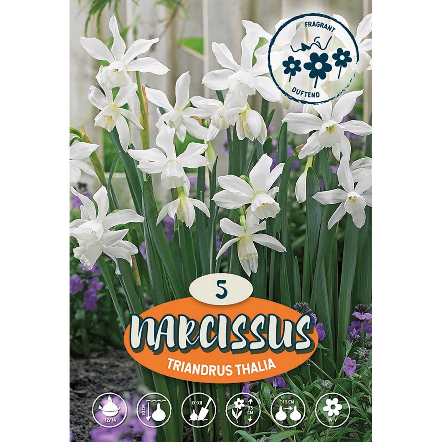 Narcisy Triandus Thalia