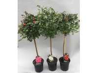 GROW by OBI Čajová růže hybrid Royal výška 105 cm