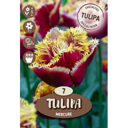 Květinová cibulka Tulipa ''Fringed Mercure'', tmavě červená, 7 ks