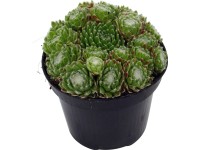 OBI Netřesk průměr květináče cca 12 cm Sempervivum
