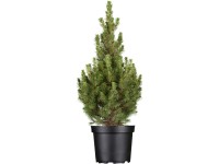 OBI Smrk sivý OBI Smrk sivý