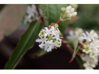 Heptakodium jasmínovité (heptacodium miconiodes) Tianshan