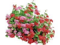 Muškát převislý - Pelargonie štítnatá (Pelargonium peltatum) mix pr. 10,5 cm