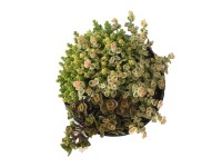 Rozchodník (Sedum Hybridum) Trio, výška cca 15-20 cm, pr. kv. cca 14 cm Rozchodník (Sedum Hybridum) Trio, výška cca 15-20 cm, pr. kv. cca 14 cm