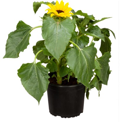 OBI Slunečnice žlutá průměr květináče cca 17 cm Helianthus anuus