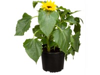 OBI Slunečnice žlutá průměr květináče cca 17 cm Helianthus anuus