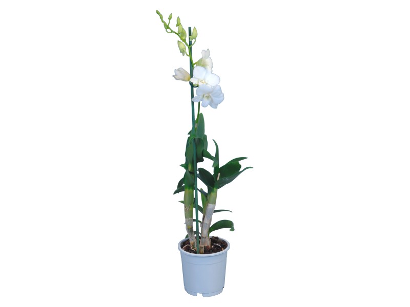 Orchidej Sa Nook