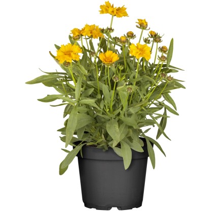 OBI Krásnoočko velkokvěté průměr květináče cca 13 cm Coreopsis