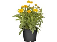 OBI Krásnoočko velkokvěté průměr květináče cca 13 cm Coreopsis