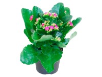 Kolopejka purpurová průměr květináče cca 10,5 cm