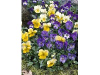 Violka rohatá Trio různé barvy průměr květináče cca 13 cm