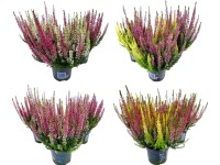 Vřes obecný (Calluna vulgaris) 