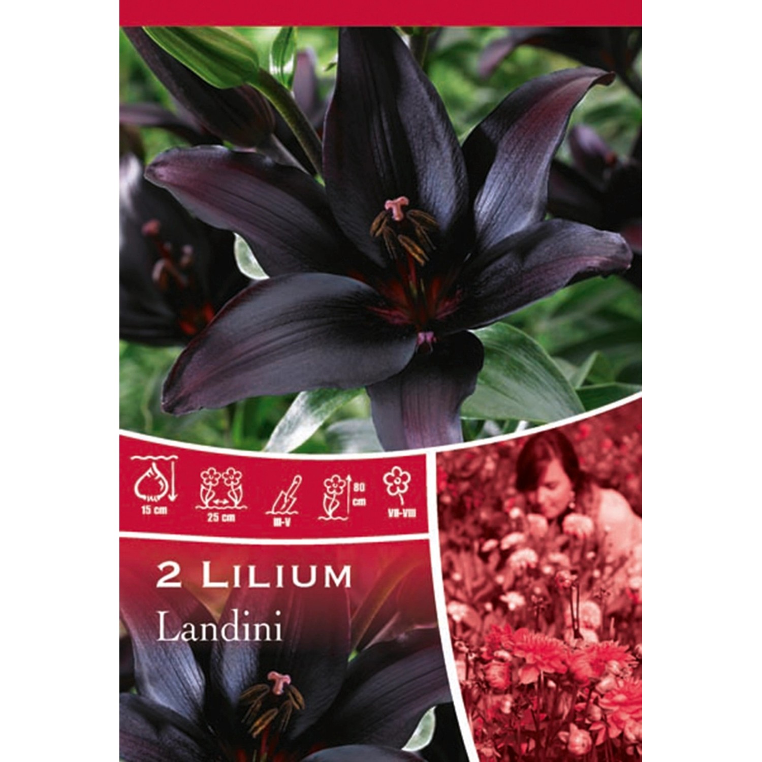 Lilie Landini tmavě červená