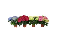 Hortenzie velkolistá (Hydrangea macrophylla) výška 40-50 cm, pr. květináče 19 cm Hortenzie velkolistá (Hydrangea macrophylla) výška 40-50 cm, pr. květináče 19 cm