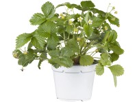 Jahodník obecný Elsanta, 6 ks v platu