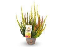 Q-Flower Vřes obecný (Calluna vulgaris) 