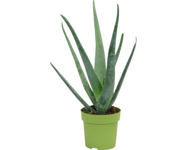 aloe vera pickelmale SOS Bundle – Hautliebe