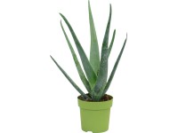 Aloe Vera Aloe Vera