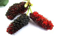 Moruša bílá (morus alba) Giant Fruit