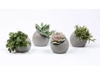 Různé druhy sukulentů v betonové nádobě průměr květináče cca 6 cm Různé druhy sukulentů v betonové nádobě průměr květináče cca 6 cm