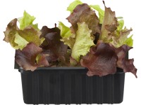 Salát dubáček miska po 6 ks Lactuca sativa var. acephala