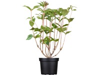 OBI Vajgélie Bristol Ruby, 50-60 cm, květináč cca 3,5 l