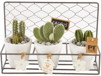 Aranžmá s kaktusem v kovovém košíku průměr květináče cca 27 cm Aranžmá s kaktusem v kovovém košíku průměr květináče cca 27 cm