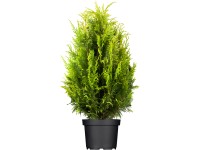 OBI Zerav západní OBI Zerav západní