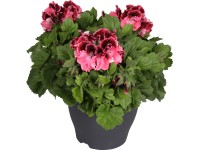 Pelargonie velkokvětá 
