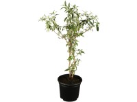 OBI Komule Davidova modrá výška cca 10-20 cm květináč cca 3 l Buddleja OBI Komule Davidova modrá výška cca 10-20 cm květináč cca 3 l Buddleja