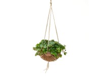 Royal Lemkes Kokedama - Rozchodník (Sedum) cca pr. 15 cm Royal Lemkes Kokedama - Rozchodník (Sedum) cca pr. 15 cm