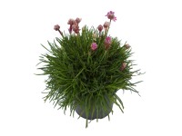 Trávnička přímořská (Armeria maritima), nachová, pr. kv. cca 11 cm