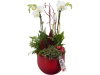 Zimní aranžmá orchideje, papratky a věšáku v červeném keramickém kv., pr. 19 cm