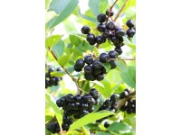 Aronie třešňolistá (aronia prunifolia) Chokeberry