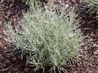 Smil italský Aladin květináče cca 12 cm Helichrysum