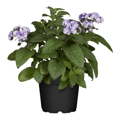 Otočník stromovitý (Heliotropium arborescens) modrý pr. květináče 12 cm